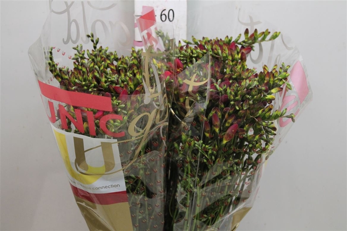 <h4>Fr En Red Passion</h4>
