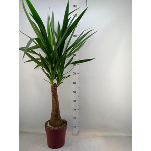 Yucca elephantipes   ...