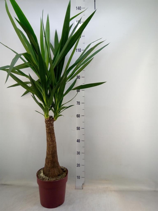 <h4>Yucca elephantipes ...</h4>