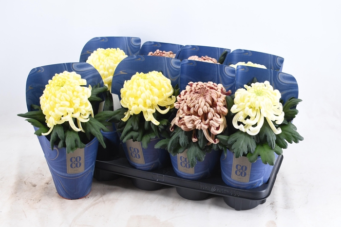 <h4>Chrysanne CoCo Easter Mix</h4>