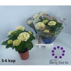 HYDR M CRYSTAL PALAC