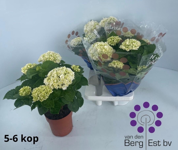 <h4>HYDR M CRYSTAL PALAC</h4>