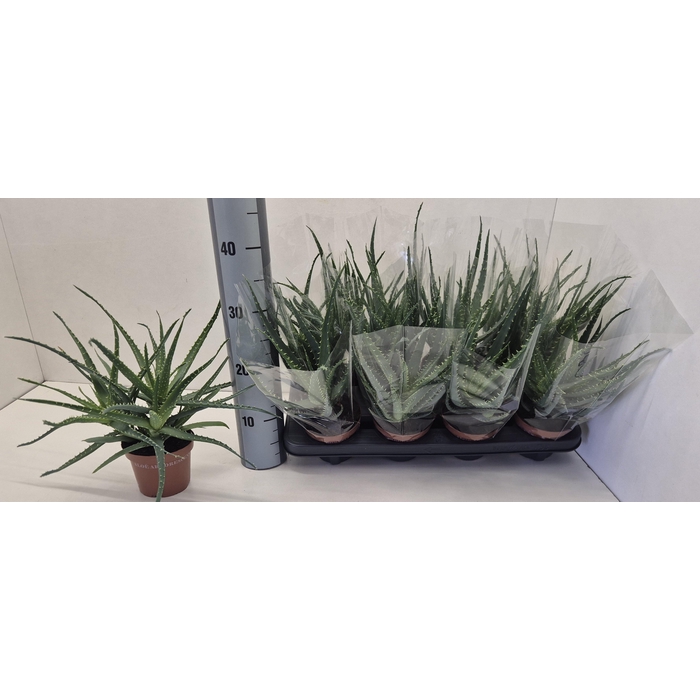 <h4>ALOE ARBORESCENS</h4>