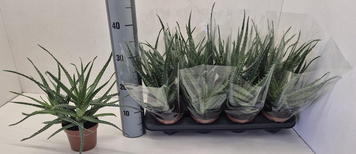 <h4>ALOE ARBORESCENS</h4>