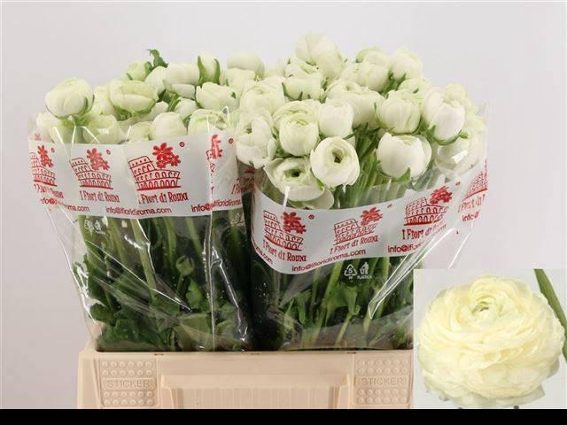 <h4>RAN EL WHITE</h4>