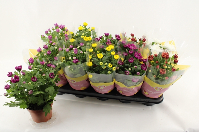 arr8 Chrys Gevuldbl Gem