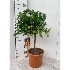 Citrus floridana Limon stem