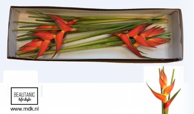 <h4>HELIC ORIOLE ORANGE</h4>