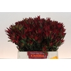 Leucadendron Blush Spray
