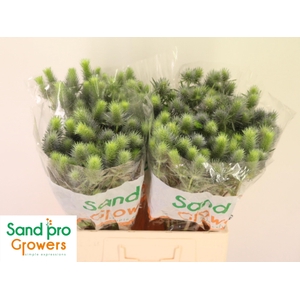 Eryn Pacifi Blue Sky