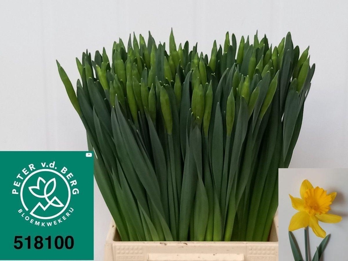 <h4>NARC T DUTCH MASTER</h4>