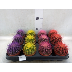 Echinocactus grusonii