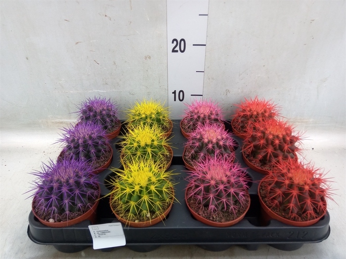 <h4>Echinocactus grusonii</h4>
