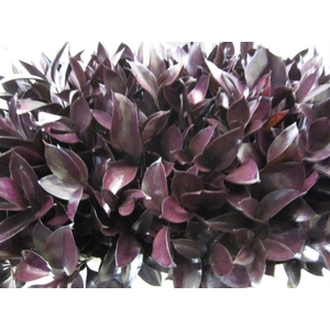 Ruscus G Aubergine