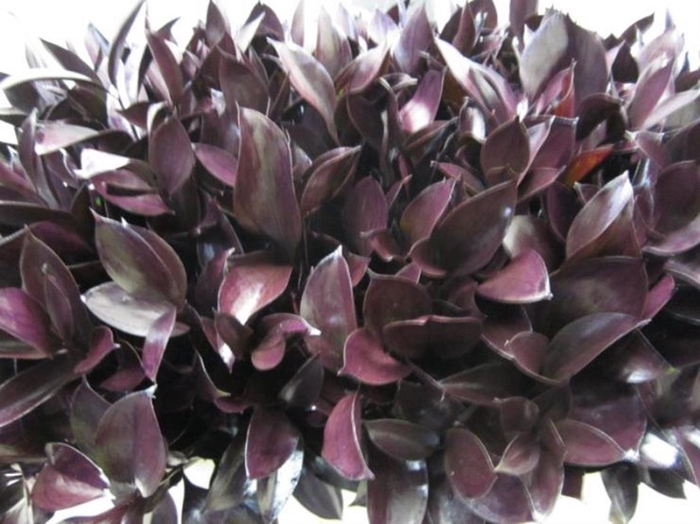 <h4>Ruscus G Aubergine</h4>