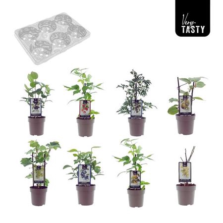 <h4>Arbustes fruitiers autre</h4>