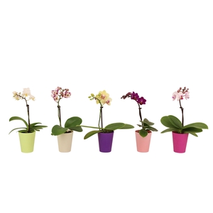 Jacky Mix Tiny Dolls Mix 1T7+