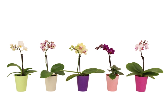 <h4>Jacky Mix Tiny Dolls Mix 1T7+</h4>