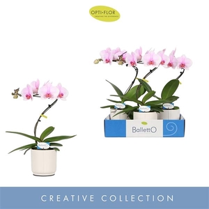 Balletto Curl 1 spike in Lazio White