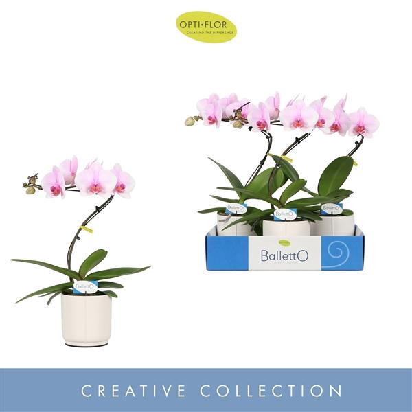 <h4>Balletto Curl 1 spike in Lazio White</h4>