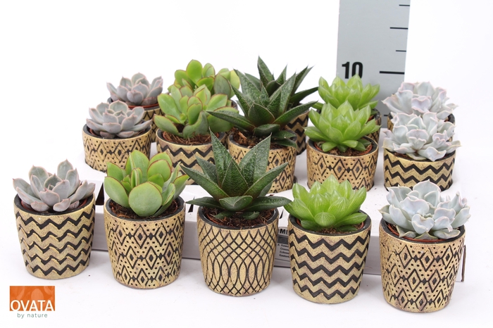 <h4>SUCC GEM 5 SRT</h4>