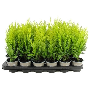 Chamaecyparis lawsoniana 'Alumigold'