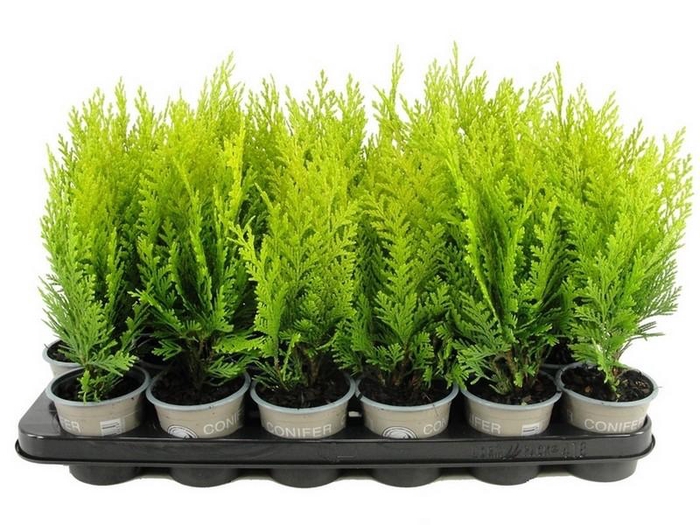 <h4>Chamaecyparis lawsoniana 'Alumigold'</h4>