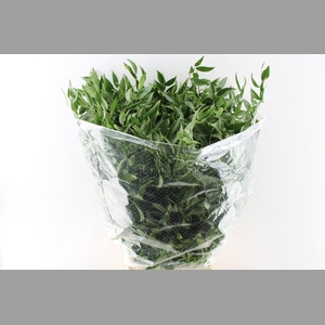 Ruscus Italy Medium 120 Gram