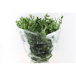 Ruscus Italy Medium 120 Gram