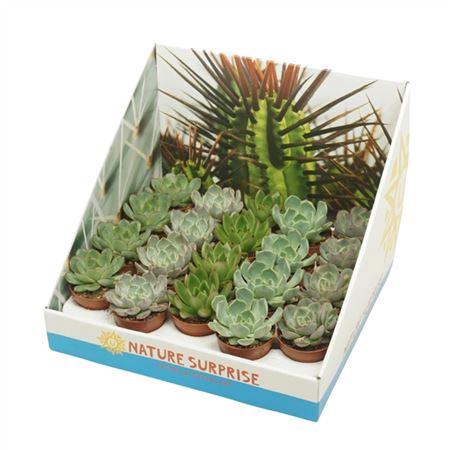 <h4>Echeveria Gemengd Showdoos</h4>