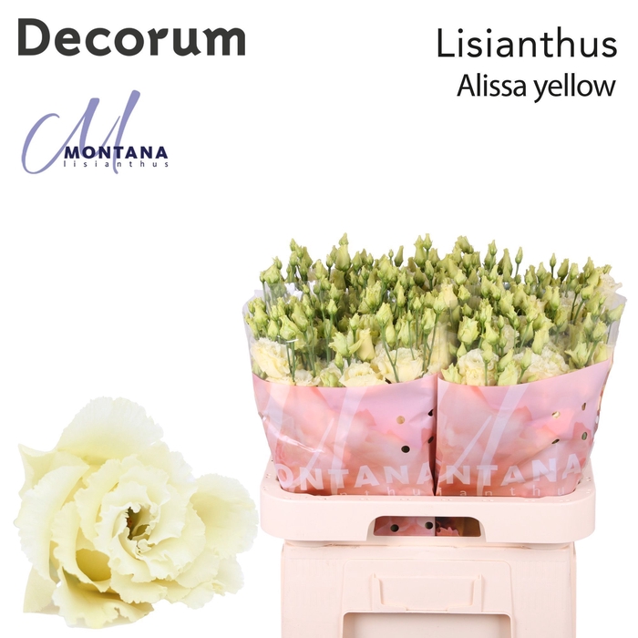 <h4>Lisianthus Alissa yellow 70cm</h4>