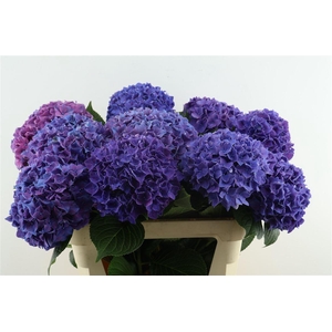 Hydr M Rodeo Purple 80-22
