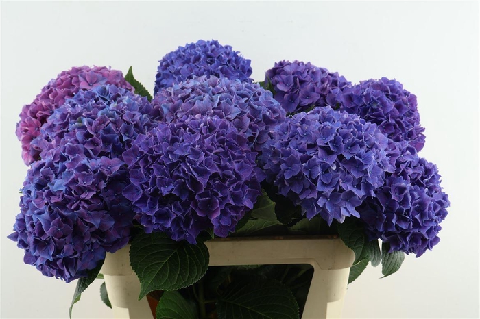 <h4>Hydr M Rodeo Purple 80-22</h4>