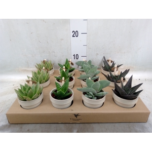 Succulents   ...mix 3