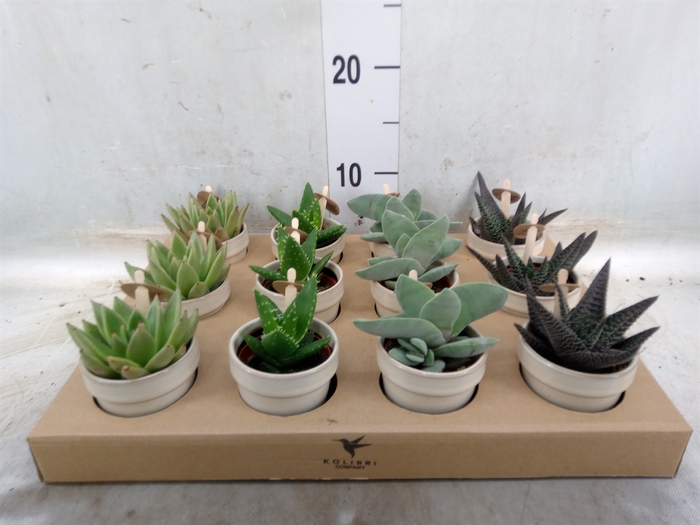 <h4>Succulents   ...mix 3</h4>
