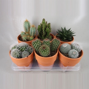 Cactus gemengd