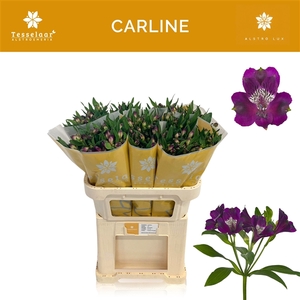 Alstroemeria Carline 60gr