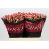 Hypericum Sweet Romance