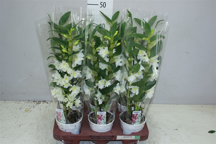 <h4>Dendrobium Nobilee Wit 2 Tak</h4>