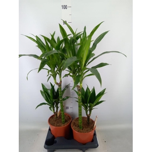 Dracaena frag. 'Janet Craig'