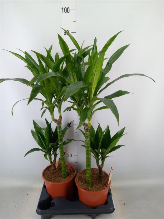 <h4>Dracaena frag. 'Janet Craig'</h4>