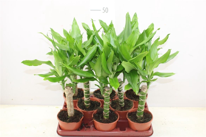 <h4>Dracaena Steudneri 1 Stam</h4>