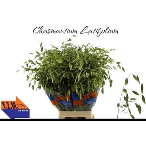 CHASMANTH LATIFOLIUM