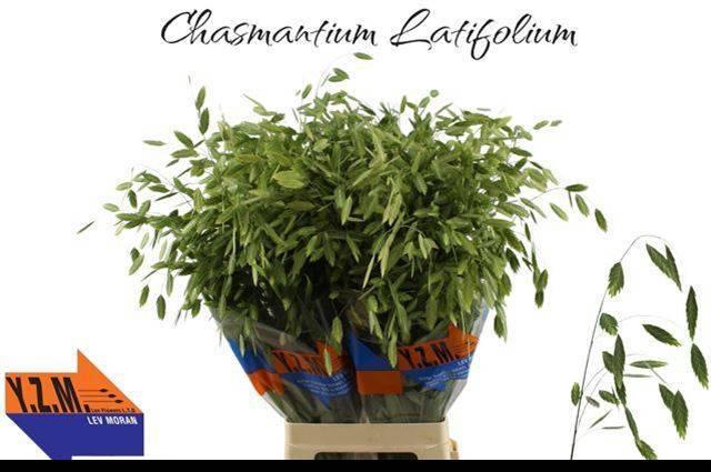 <h4>CHASMANTH LATIFOLIUM</h4>