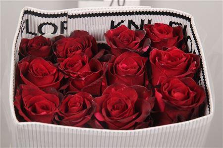 <h4>R Gr Red Panther Ec</h4>