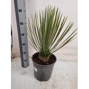 YUC ROSTRATA