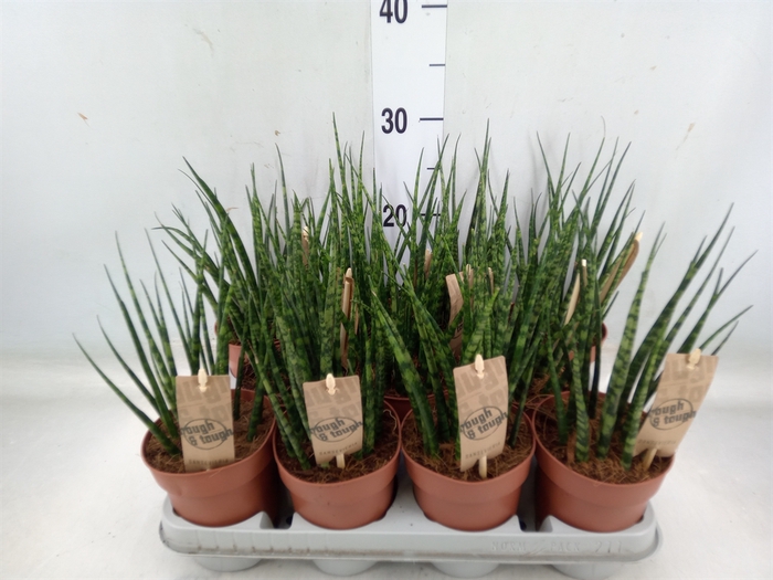 <h4>Sansevieria  'Fernwood'</h4>