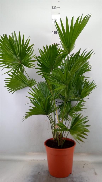 <h4>Livistona rotundifolia</h4>