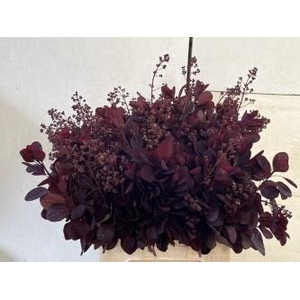 COTI C ROYAL PURPLE
