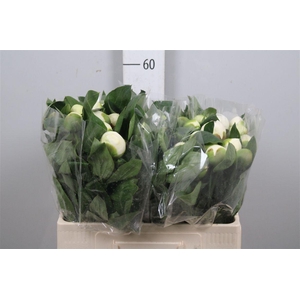 Paeo L Bridal Shower